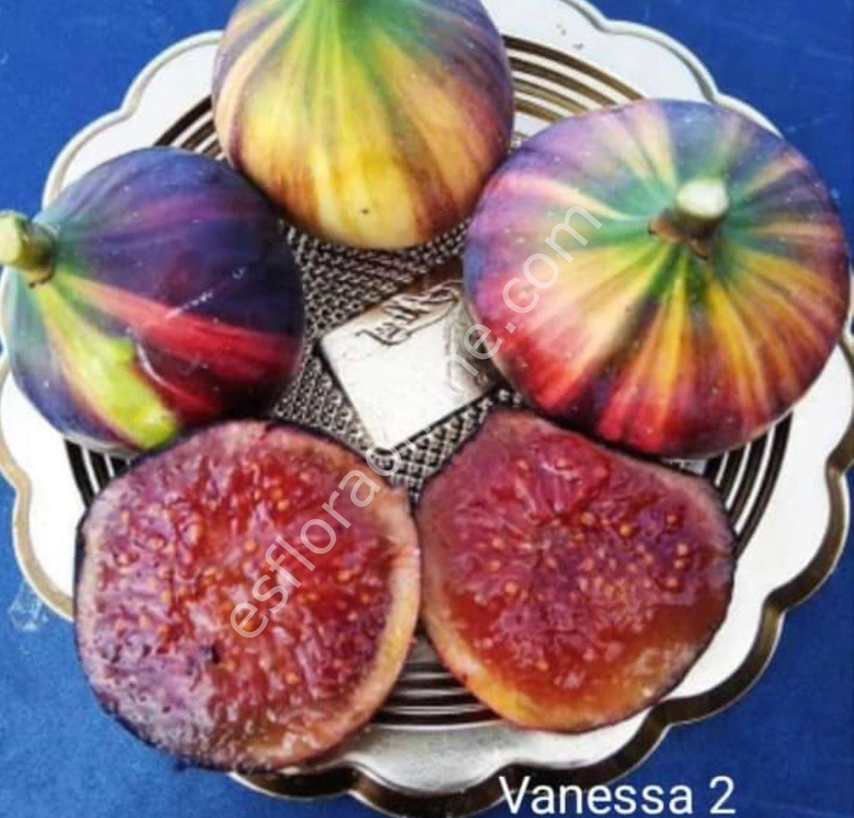 Vanessa 2 incir fidanı