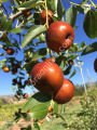 Chico jujube