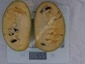 Lehman's Delight pawpaw fidanı - Asimina triloba Lehman's Delight