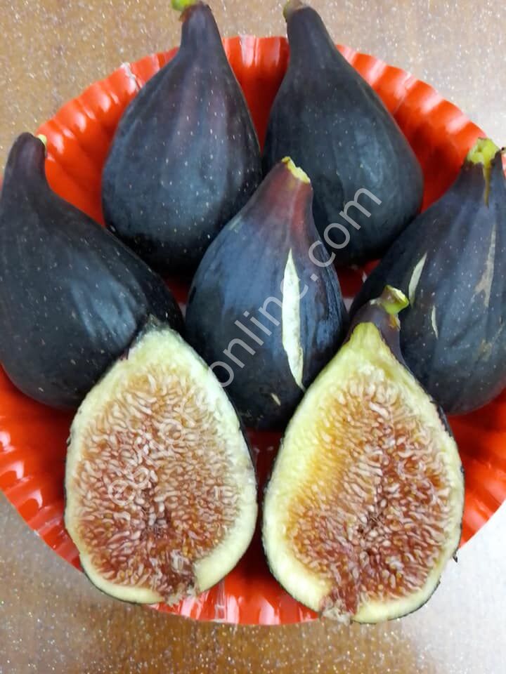 Violetta Gigante incir fidanı