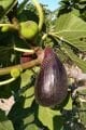 Violetta Gigante incir fidanı
