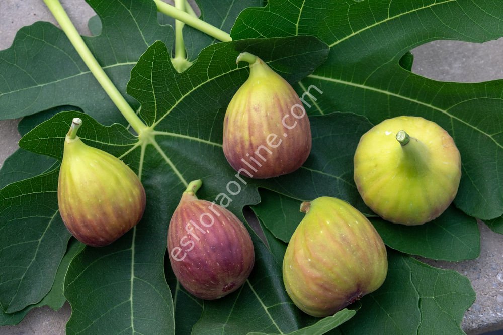 Olympian incir fidanı - Ficus carica Olympian