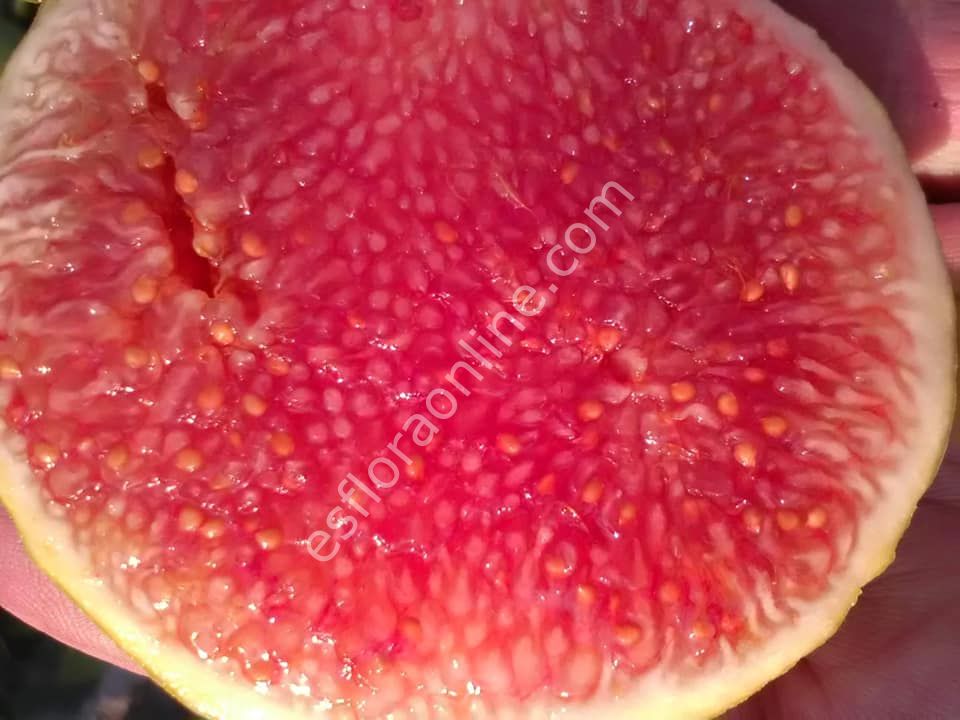 Gentile Piatto Giallo incir fidanı - Ficus carica Gentile Piatto Giallo