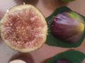 LV5 incir fidanı - Ficus carica LV5