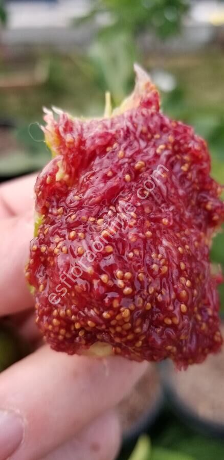 Green Ischia incir fidanı - Ficus carica Green Ischia