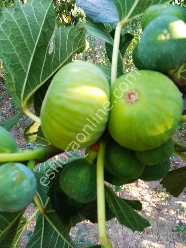 Summer Kiss incir fidanı - Ficus carica Summer Kiss