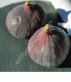 Florea fig cutting
