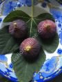 TR7z23c fig cutting