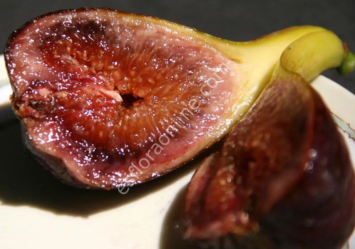 Olympian fig cutting