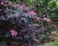 Kırmızı Yapraklı Mürver fidanı - Sambucus nigra Black Beauty®
