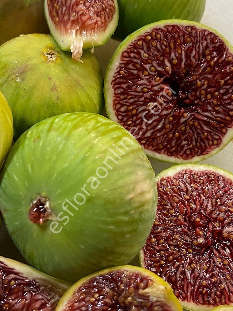White Adriatic fig cutting