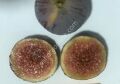 TR6z22c fig cutting / incir çeliği