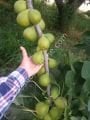 Snowball fig cutting