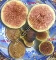 TR7DEV incir fidanı - Ficus carica TR7DEV