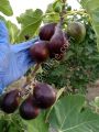 Tauro lucido fig cutting