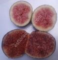 TR7NR fig cutting / incir çeliği