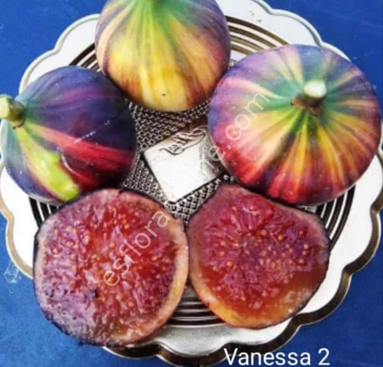 Vanessa 2 incir çeliği