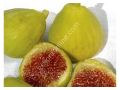 White Adriatic fig cutting / incir çeliği