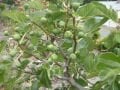 Green Ischia fig cutting / incir çeliği