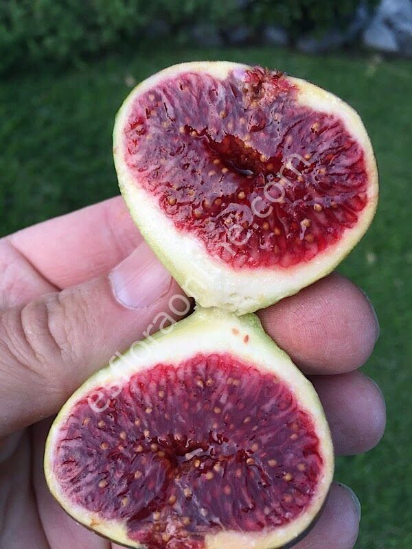 Strawberry Verte fig cutting / incir çeliği