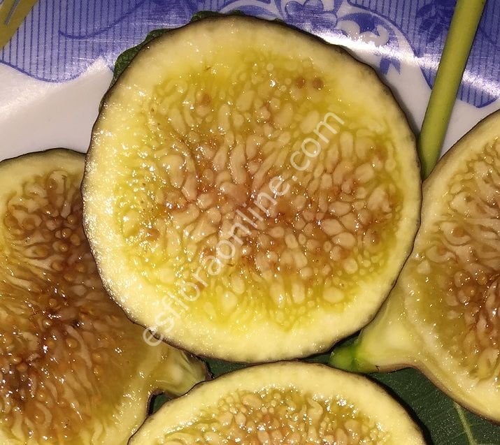 TR7z23c incir çeliği