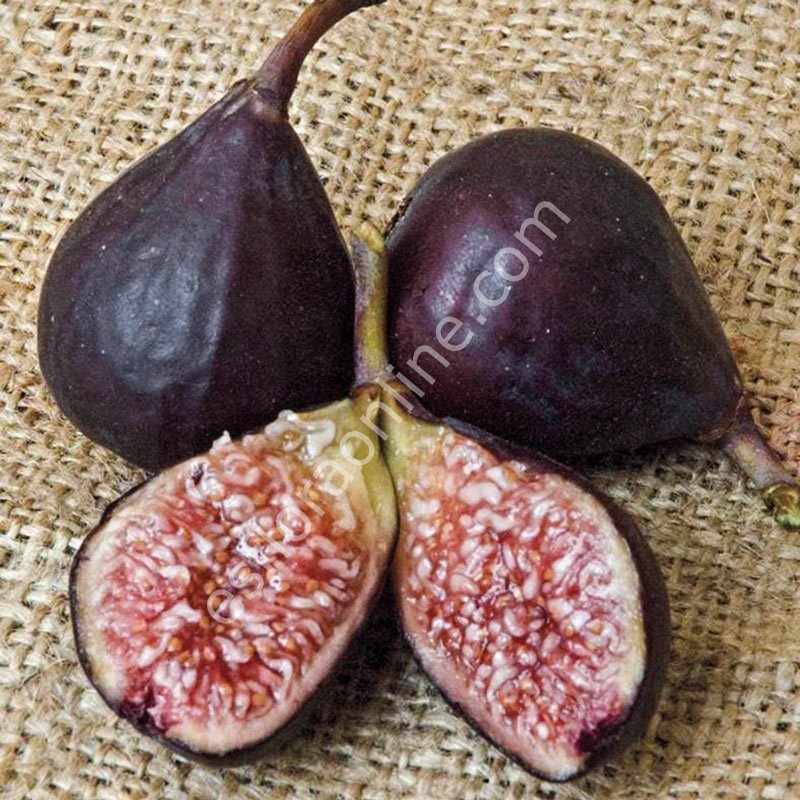 Violette de Bordeaux incir çeliği