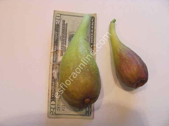 Longue d'Aout incir çeliği