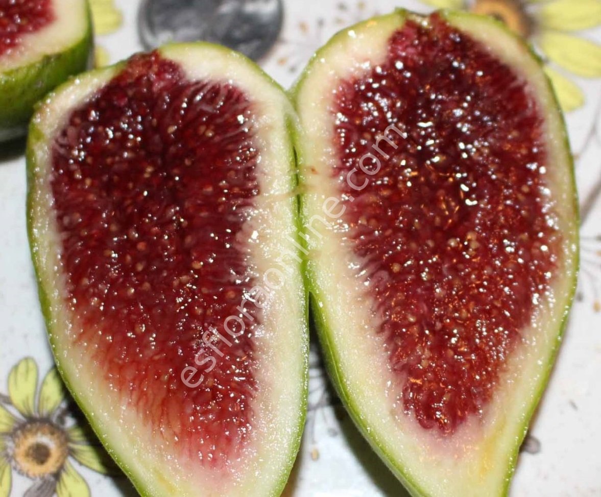 Dalmatie fig cutting / incir çeliği