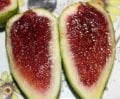 Dalmatie fig cutting / incir çeliği