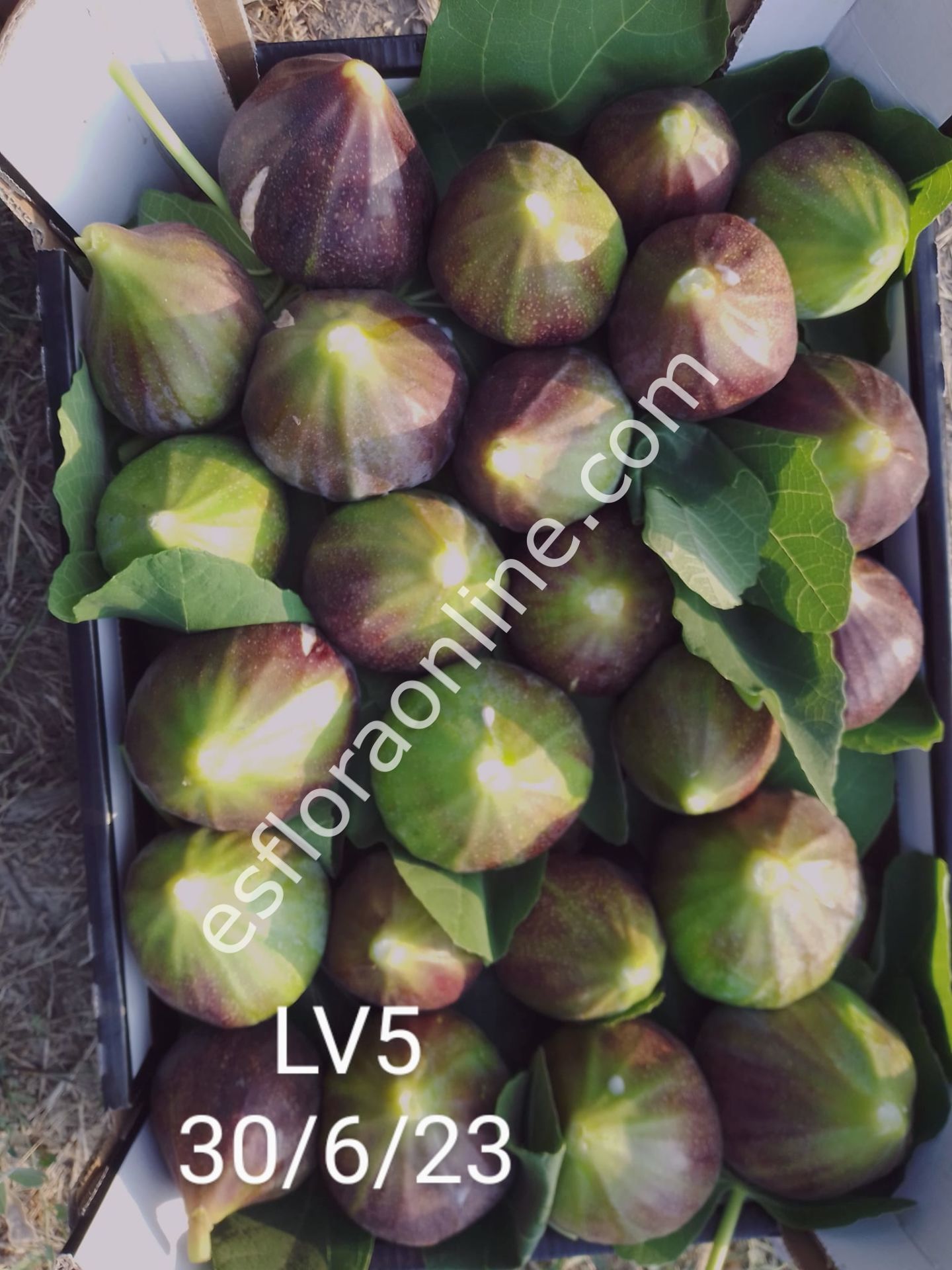 LV5 incir fidanı