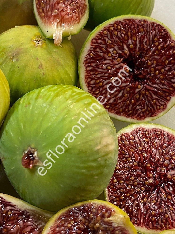 White Adriatic incir fidanı