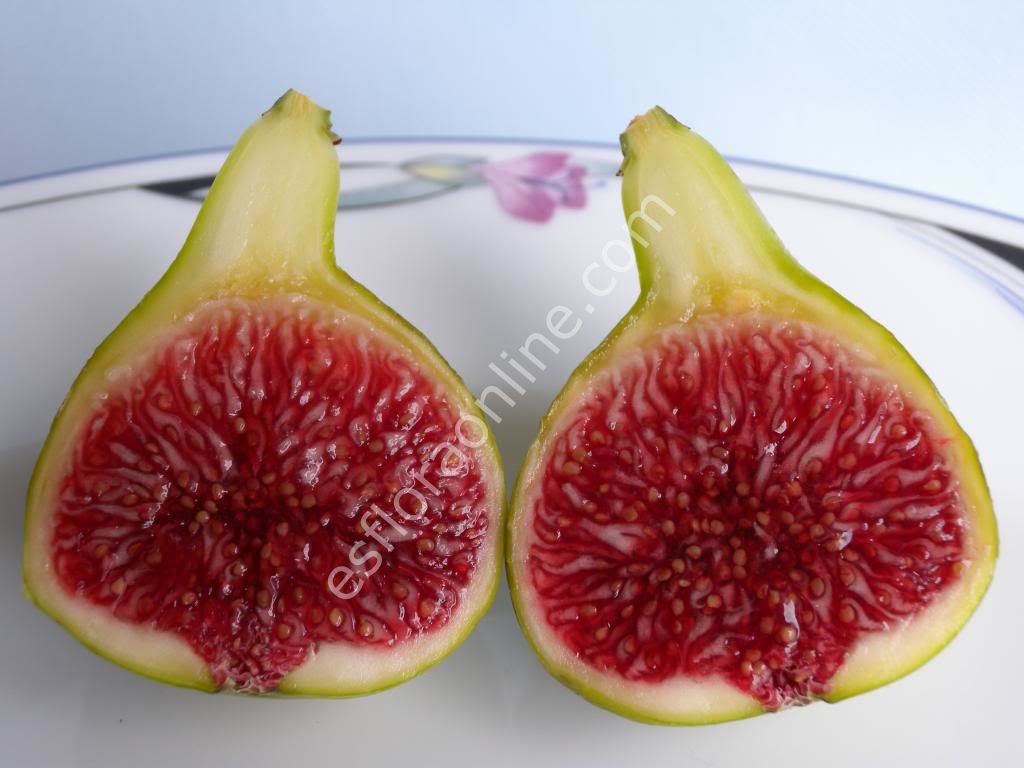 White Madeira incir fidanı - Ficus carica White Madeira