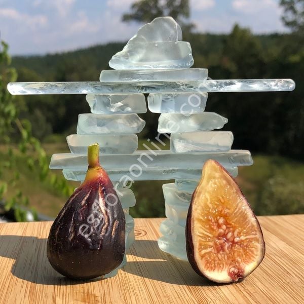 LSU Purple incir fidanı