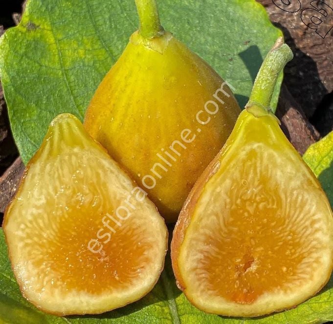 Peter's Honey incir fidanı