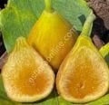 Peter's Honey incir fidanı