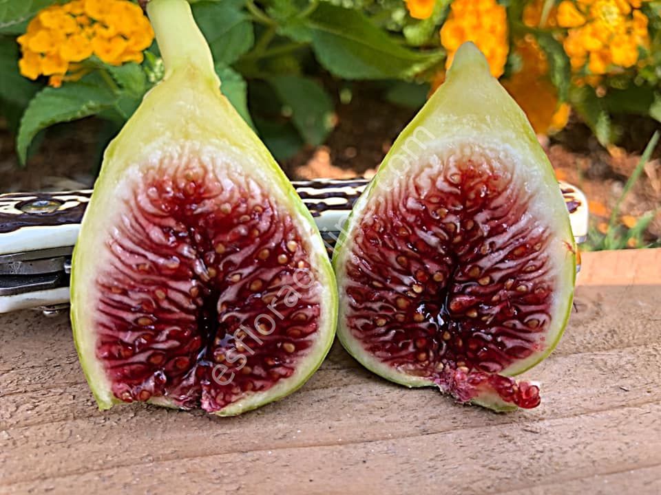 De La Senyora (Hivernenca)  incir fidanı