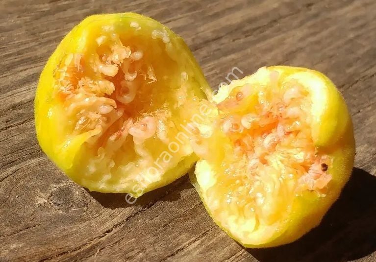 Meddin Lemon incir fidanı