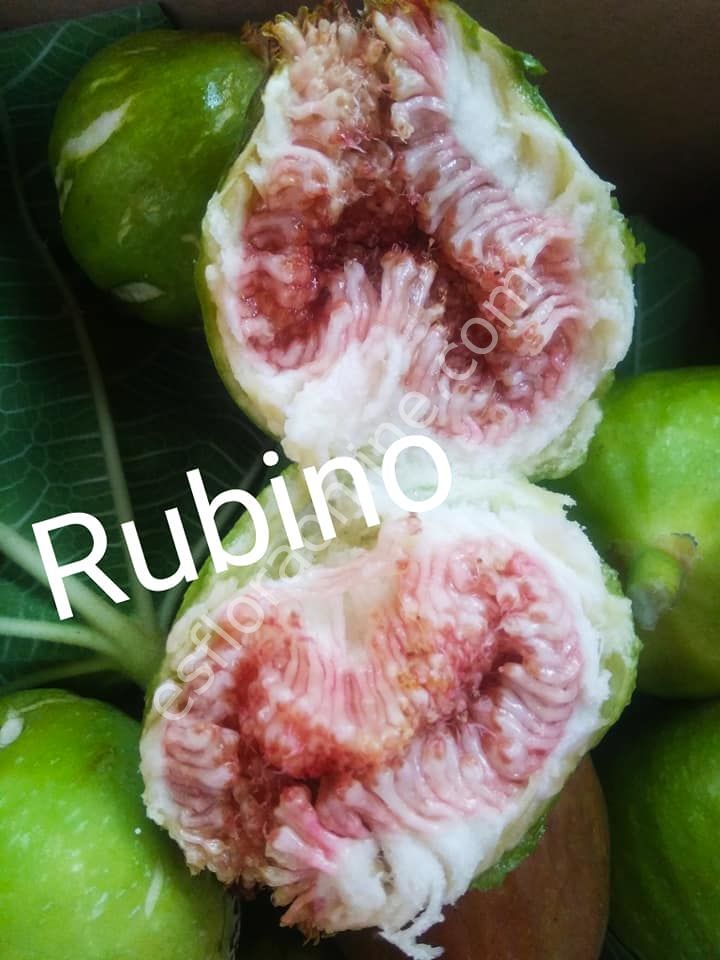 Rubino incir fidanı