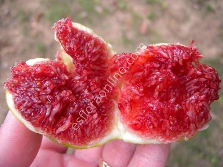 Col de Dame Blanc incir fidanı