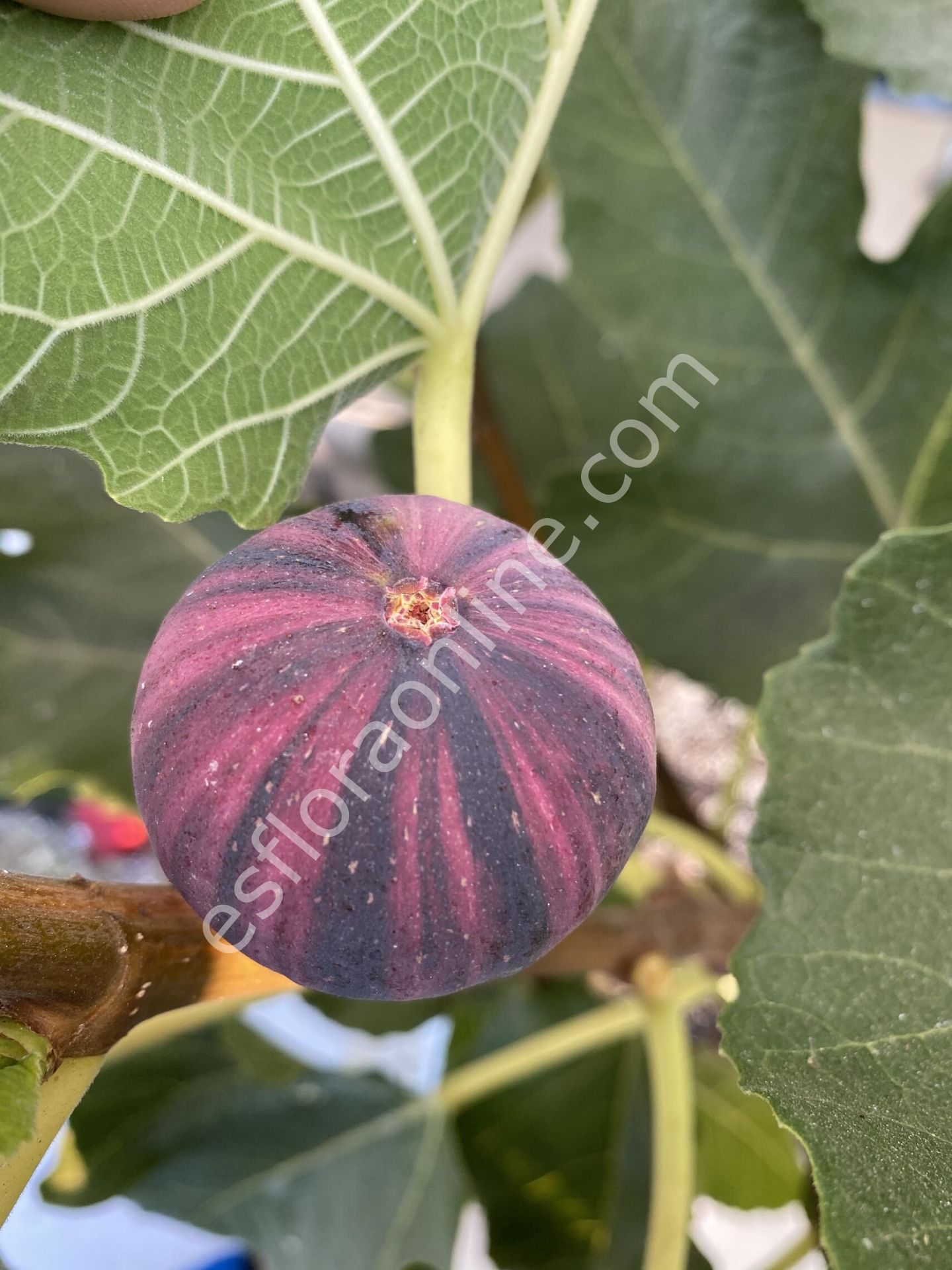 Bordissot Negra Rimada BNR incir fidanı