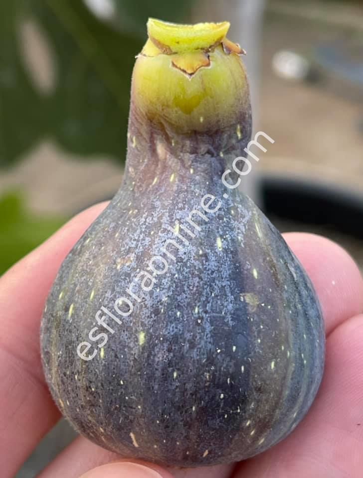 Col de Dame Mutante incir fidanı