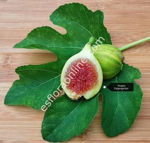 Oro Rosato incir çeliği