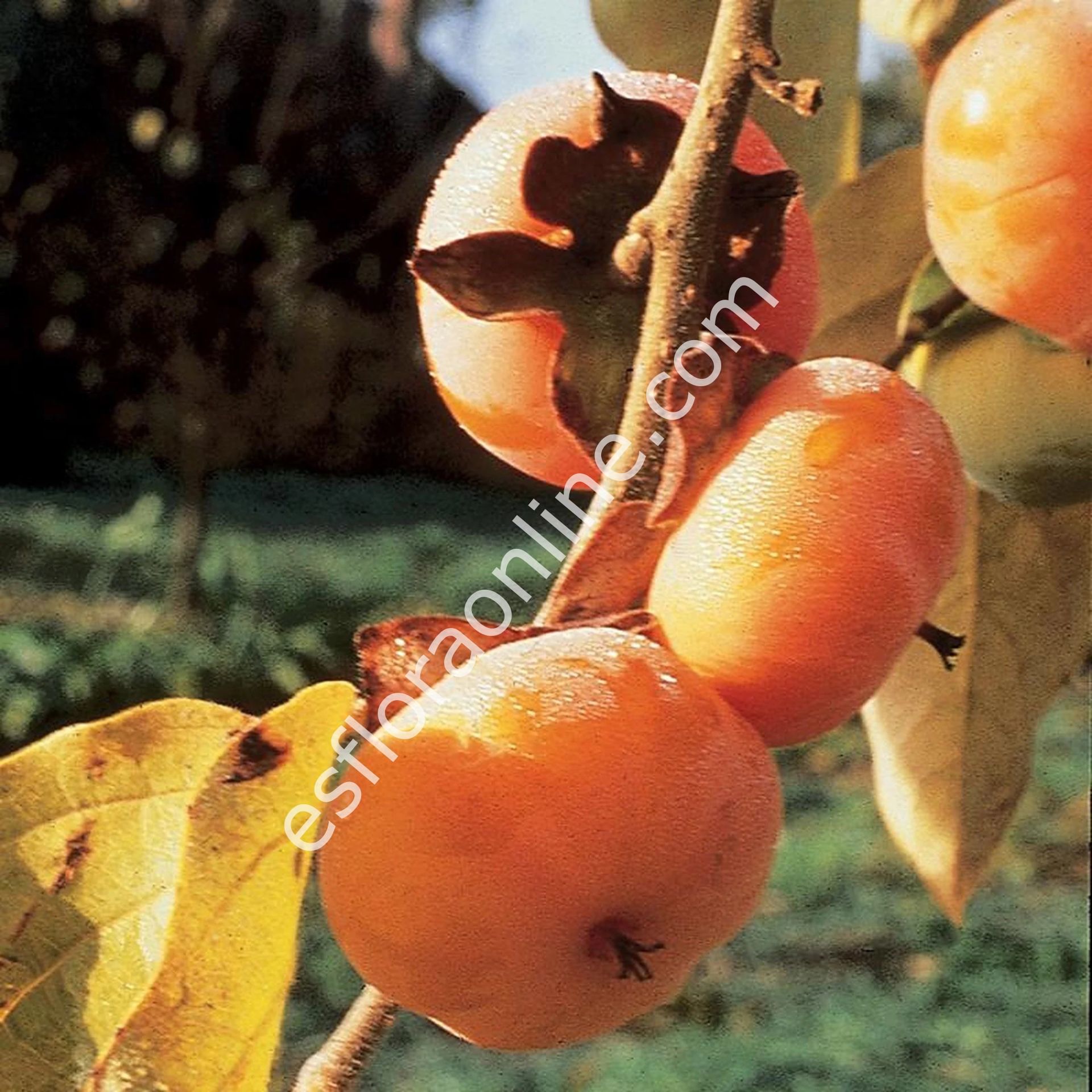 Szukiss hurma aşı kalemi