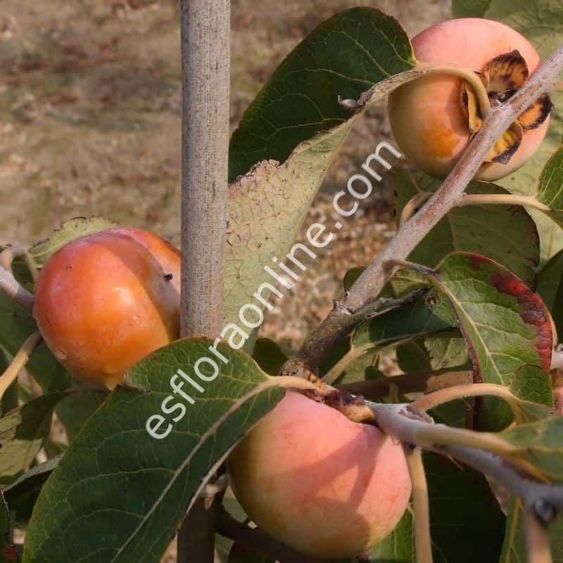 Lehman's Delight hurma aşı kalemi