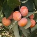 Barbra's Blush aşı kalemi