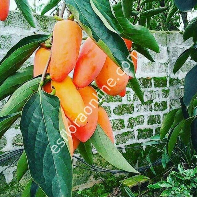 Moz hurma aşı kalemi