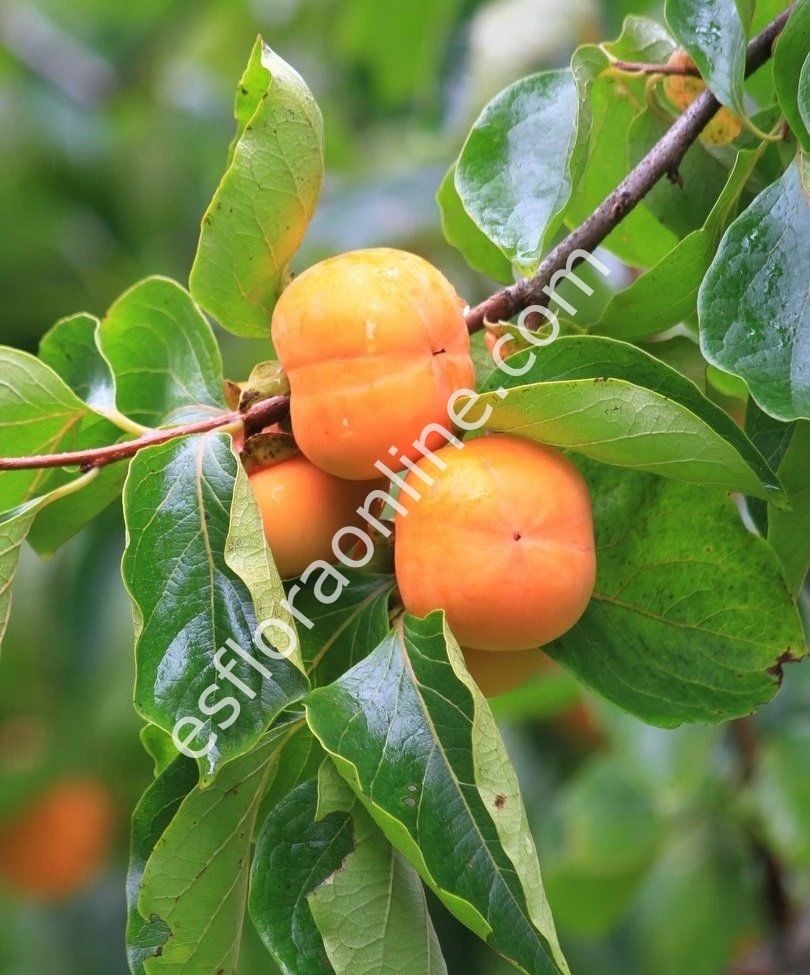 Early Jewel hurma aşı kalemi