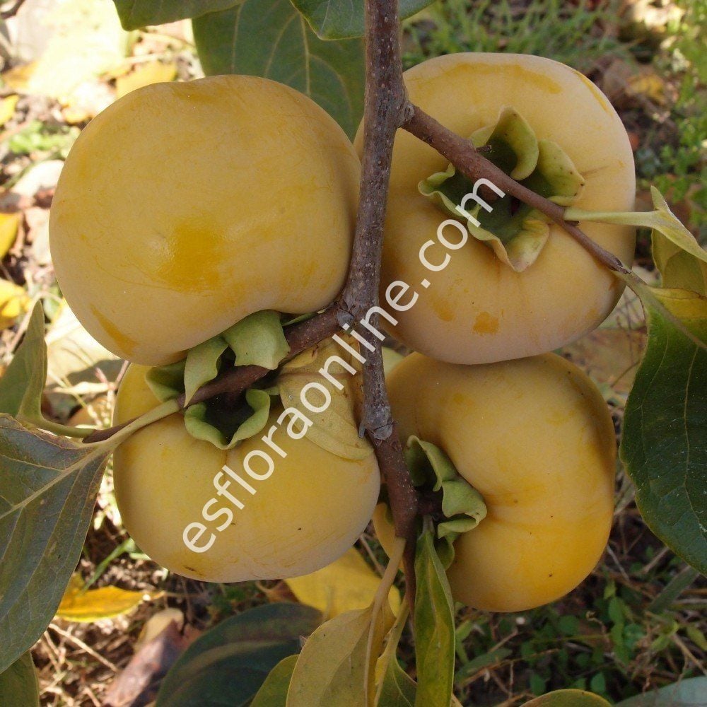 Gora Roman Kosh aşı kalemi