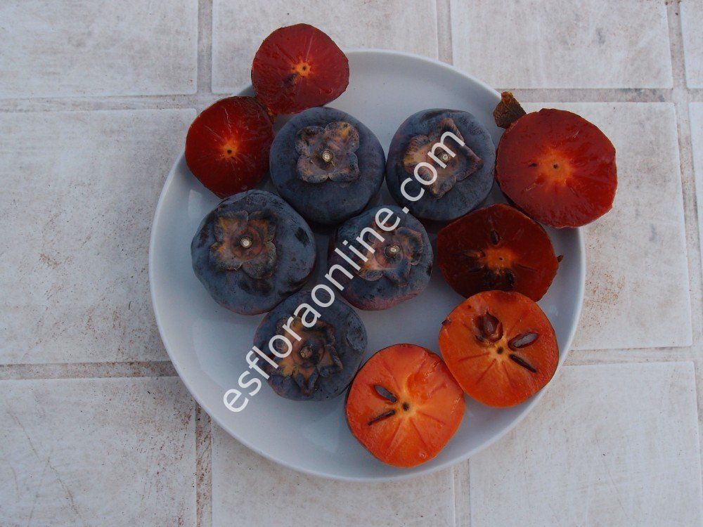 Chuchupaka aşı kalemi