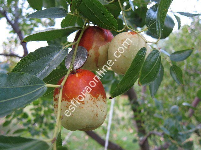 Li hünnap aşı kalemi